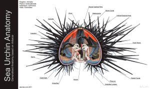 Sea urchin sting