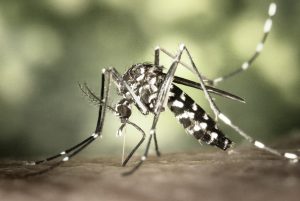 Dengue Puerto Vallarta