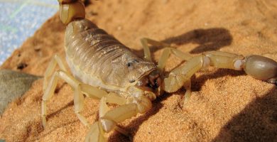 Scorpion sting in puerto vallarta